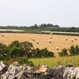 Rotoballe di paglia nei campi di grano duro dell'azienda agricola di Gian Davide